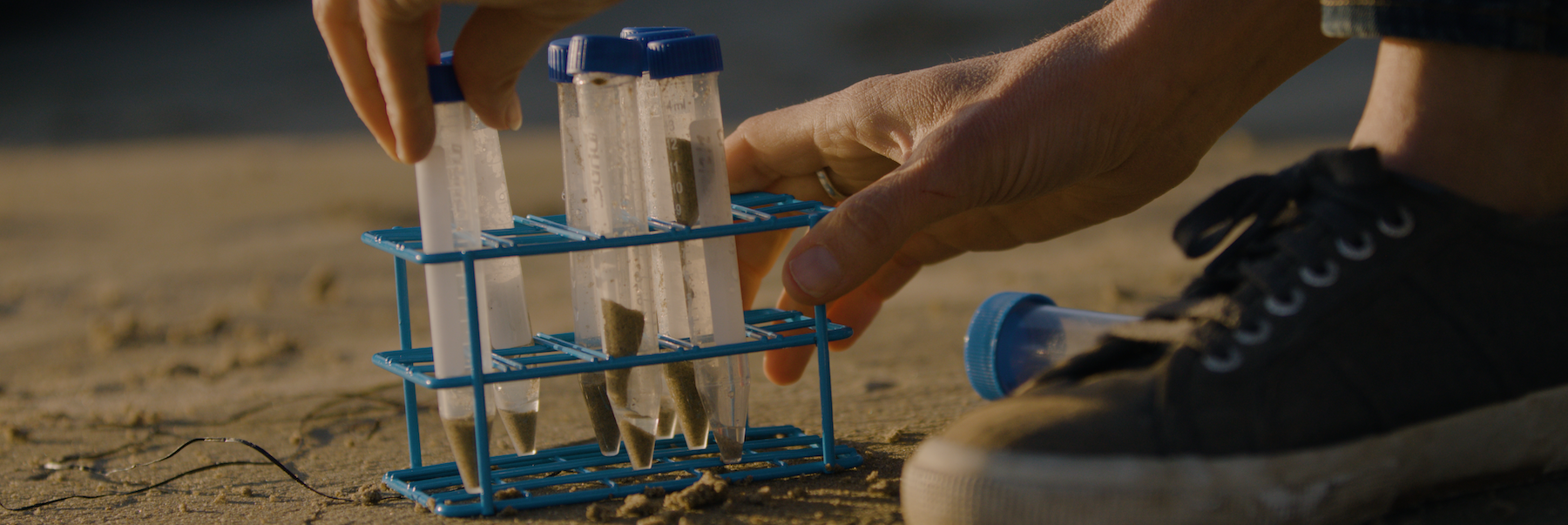 Tubes of samples being harvested on the beach